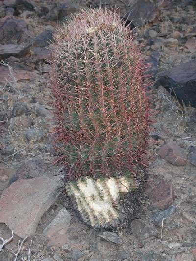 Interestingly it can live up to 6 years even it is taken out of the ground because of stored water. Compass Barrel Cactus in the Sonoran Desert
