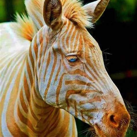 Does A Golden Zebra Live In Hawaii
