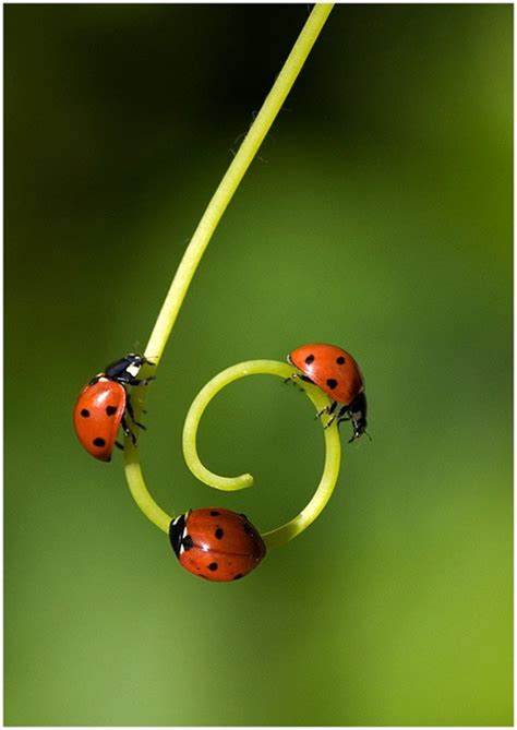 40 Beautiful Pictures Of Insects Buy Ladybugs Weird Ts Ladybug