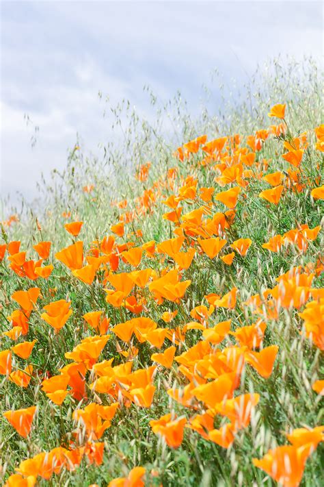 Poppy Fields at Mt Diablo State Park in the Bay Area (Northern