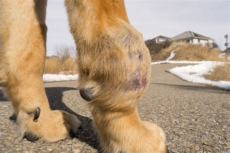 Sarcoma In Dogs