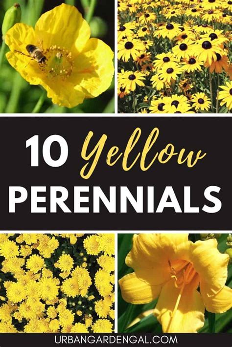10 Yellow Perennials Urban Garden Gal