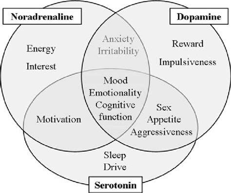 Relationship Among Noradrenaline Serotonin And Dopamine And Some