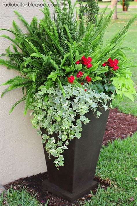 How To Grow Ferns Outdoors In Pots Home And Garden Reference