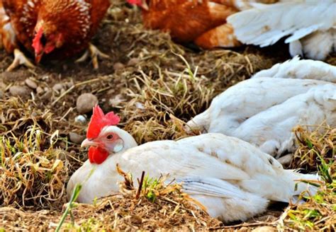 Japanese ‘mutant Chickens Are Laying Eggs With Cancer Fighting Drugs