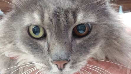 The pigment is a result of melanocytes, or pigmented cells, inappropriately replicating and spreading over the iris surface. Malignant Melanoma - Mar Vista Animal Medical Center