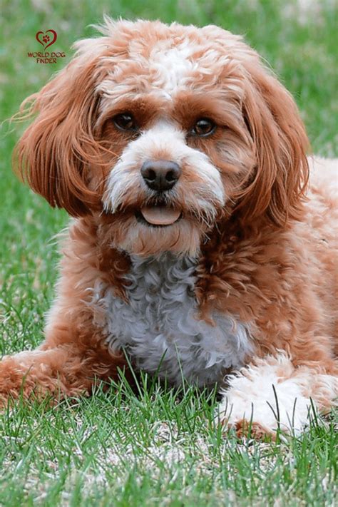 Cavapoo Fun Facts You Didnt Know Cavapoo Dogs Cavapoo Puppies