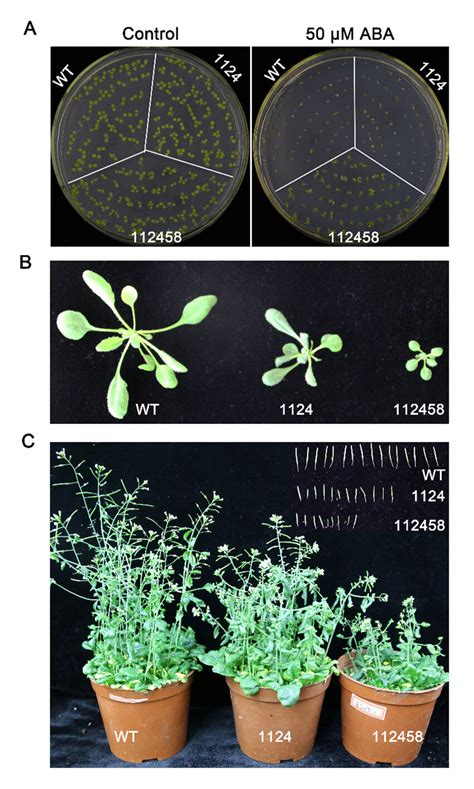 Combined Loss Of Function Of Rcar Genes Impairs Plant Growth A