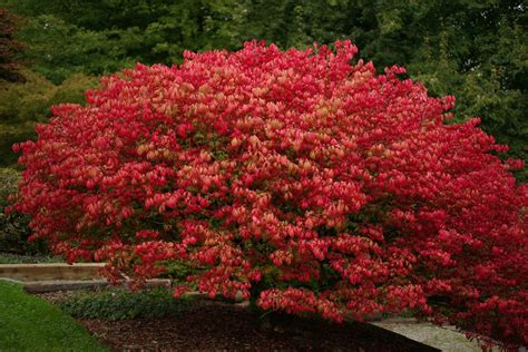 Shrubs for shade— shrubs that grow well in shade. Shrubs for Part Shade and Full Shade Areas