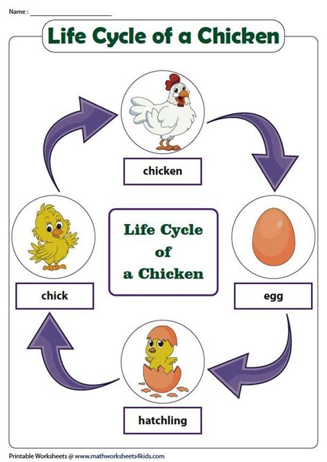Chicken Life Cycle Chart Life Cycles Prebabe Science Life Cycles Life Cycles Activities