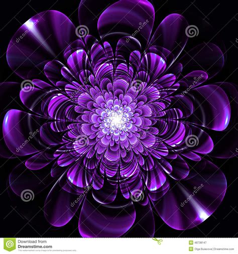 Beautiful Purple Flower On Black Background Computer