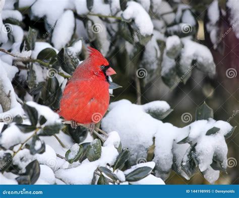 Male Cardinal On A Snowy Branch Stock Image Image Of Cardinal Snowy