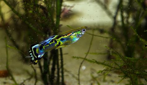 Son origine géographique se situe au venezuela dans le nord de l'amérique du sud. Hybrid Endler guppy | Guppy, Freshwater aquarium fish ...