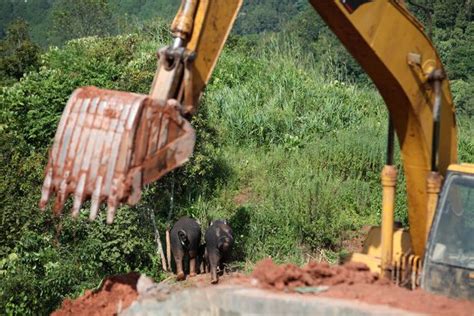 Unbelievable The Moment Of Capturing The Scene Of 3 Elephants Trapped