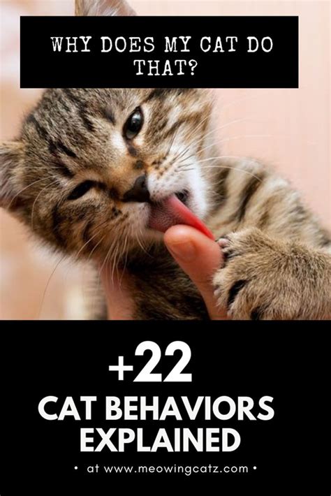 Weird Cat Behaviors And Quirks Explained Cat Behavior Cat Behavior