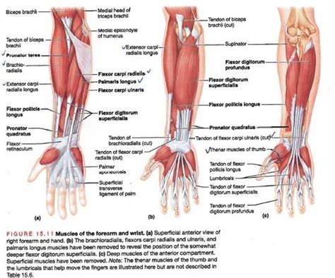 25 Best Ideas About Forearm Muscles On Pinterest Forearm Training