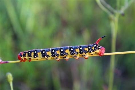 Caterpillar Насекомое Большой Фотo архив