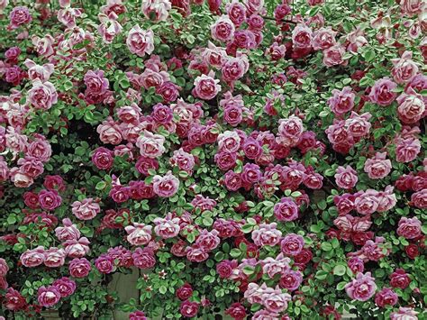 American Beauty Roses Wallpaper Free Hd Flower Wallpapers