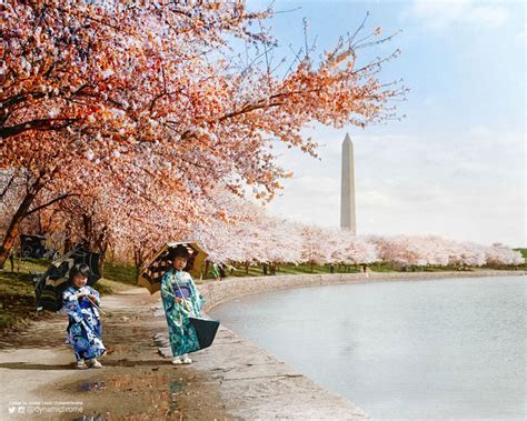Picture Of The Day Cherry Blossoms Washington Dc 1925 Twistedsifter