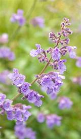 Bloom spikes may be 8 inches long and 3. catmint flowers by sweber4507, via Flickr | Plants ...