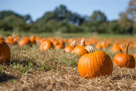 5 Nearby Pumpkin Patches To Visit Cityview
