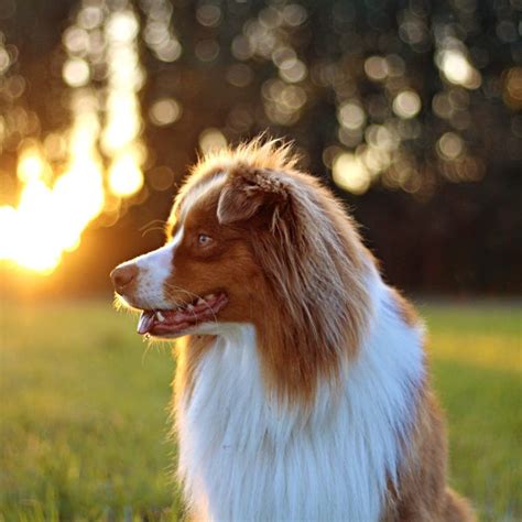 The Australian Shepherd An Owners Guide Greencross Vets