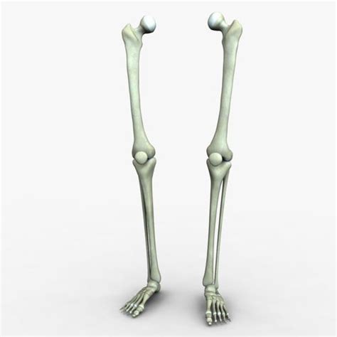 Bones and wrist and hand palmar view 12 photos of the bones and wrist and hand palmar view bones of the wrist and hand palmar view, bone, bones of the wrist and hand palmar view. 3D Human Leg Bones accurate | CGTrader