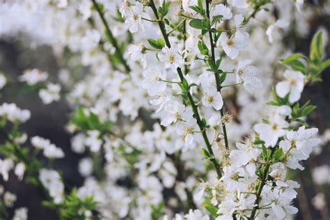 Maybe you would like to learn more about one of these? spring & little white flowers | White flowers