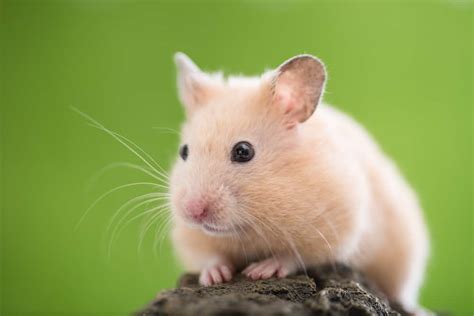 Hamster Qanda Burgess Pet Care