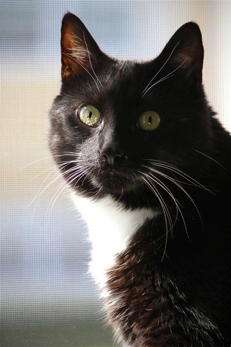 49 Best Tuxedo Cats Images On Pinterest Cute Kittens