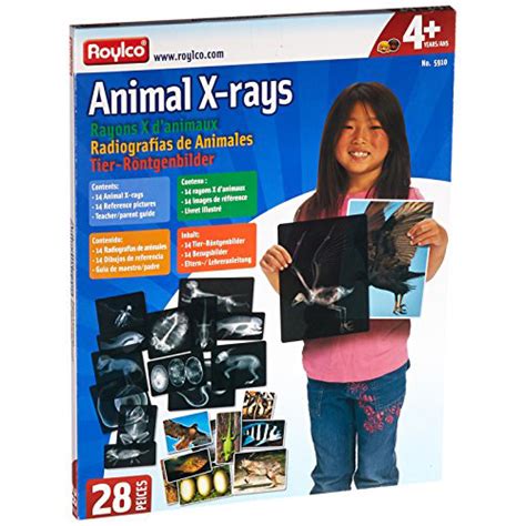 Animal X Rays Kodo Kids