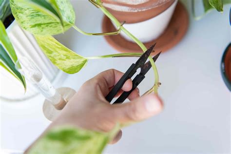 How To Propagate Plants By Using Cuttings