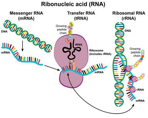 During embryogenesis, hox mrna translation is tightly regulated by a sophisticated molecular mechanism that combines two rna regulons located in their 5′utr. The Role of mRNA, tRNA and rRNA in Translation ...