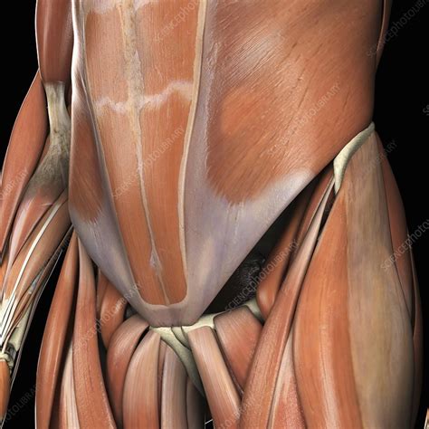 Discuss with him/her about your concerns, it will be helpful to if you know how old your relatives. Muscles of the Lower Abdomen, artwork - Stock Image - C020 ...