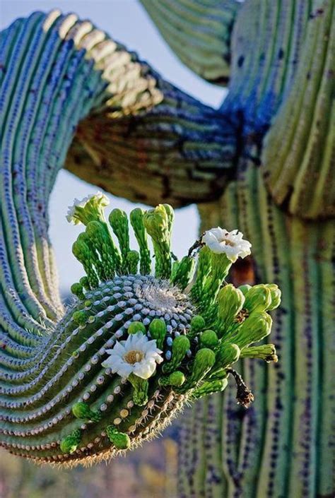 For you to ever see on in its natural habitat, you'll have to visit the sonoran desert. Mother nature. | Cactus garden, Cactus, Saguaro cactus