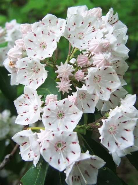 Mountain Laurel Cutting Propagation How To Grow Mountain Laurel From