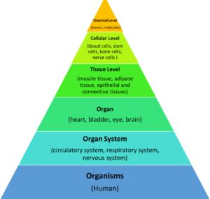 When any foreign particle enters the respiratory system then it irritates the respiratory epithelium and sends a signal to the brain through. Which Four Body Systems Interact To Allow A Person To ...