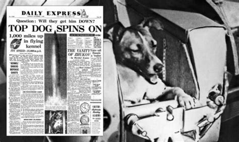 November 4 On This Day 65 Years Since Russia Launched A Dog Into