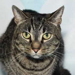 Orange center boulevard sanitary sewer project. Available pets at Orange County Animal Services in Orlando ...