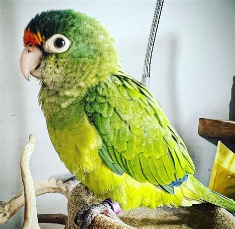 Half Moon Conure Parrot For Sale Papagei Vogel Zum Verkaufen