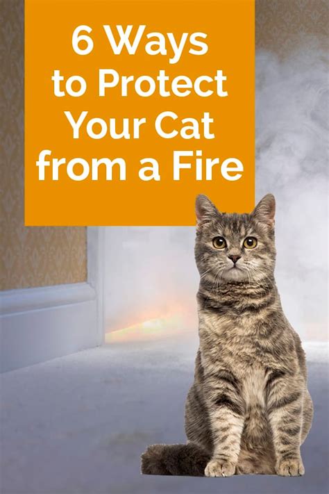 6 Ways To Protect Your Cat From A Fire The Catington Post Raising