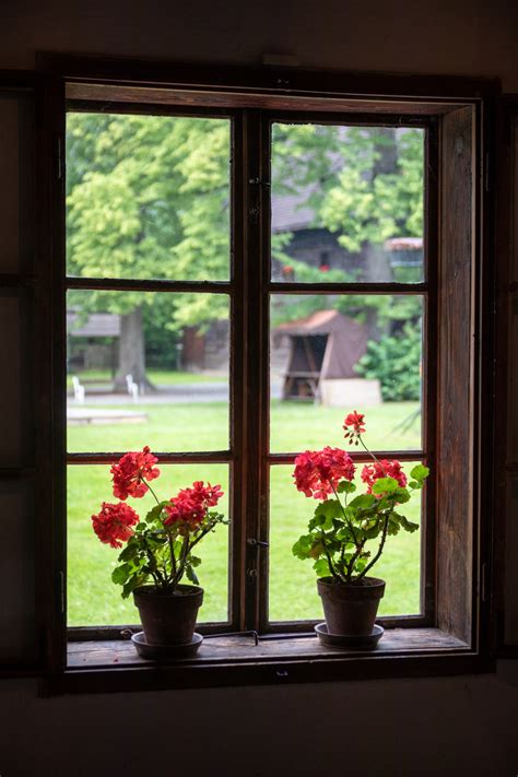 Flowers In The Window Free Stock Photo Public Domain Pictures