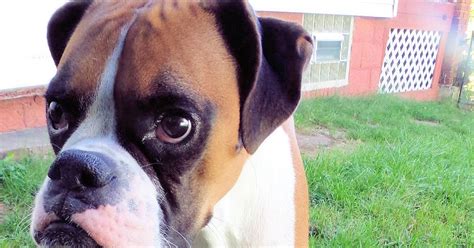 Dog Madness: Help! My Dog Has Been Sprayed By A Skunk!