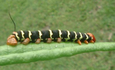 Maybe you would like to learn more about one of these? ChasBidd was RIGHT!