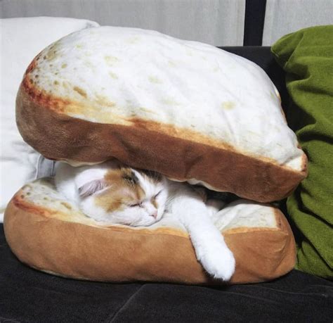 Cat Sandwich Instagramojarinn Rstuffoncats