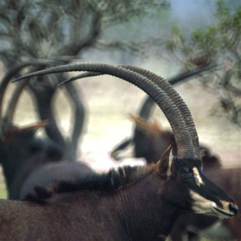 Rare Giant Sable Antelopes Seen On The Luanda Preserve In Angola