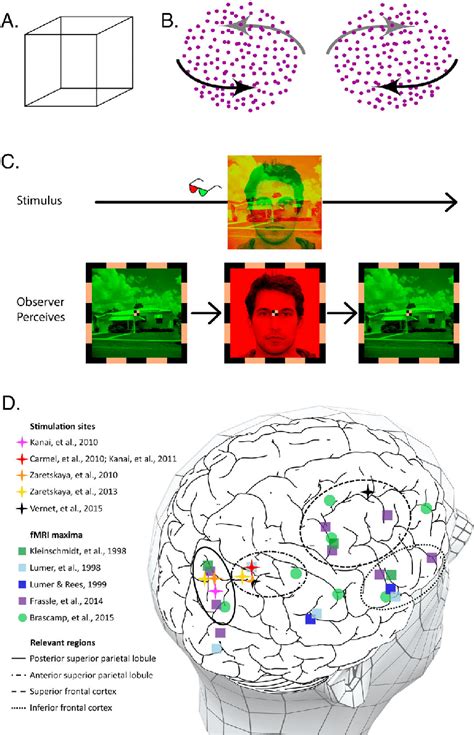 Bistable Perception And Brain Regions Involved In Perceptual Switches