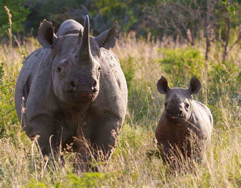 Make Or Break Year For South Africas Rhinos After Poaching Hits Record