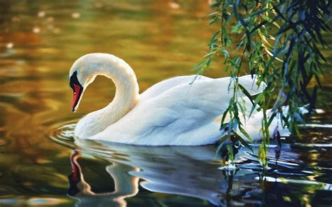 White Swan On The Lake Wallpapers Wallpaper Cave