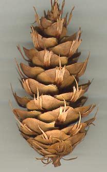 They have fir like extensions coming off the pine cone leaves which give a great unique look for your decorations. Pseudotsuga menziesii cone - Pseudotsuga - Wikipedia ...